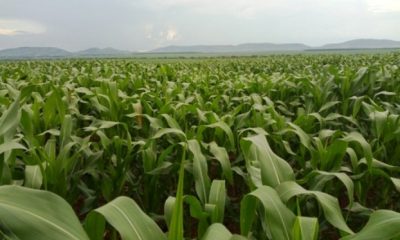 a maize farm in Uganda