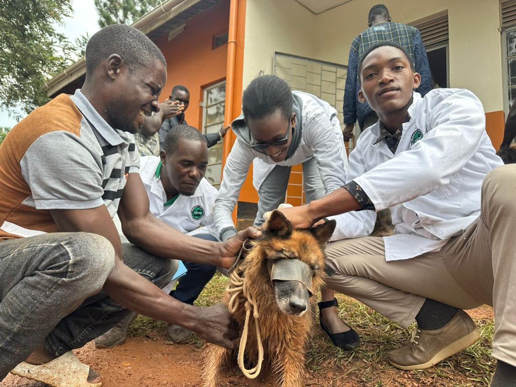 A group of veterinary doctors