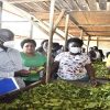 Tea growers in Kyenjojo